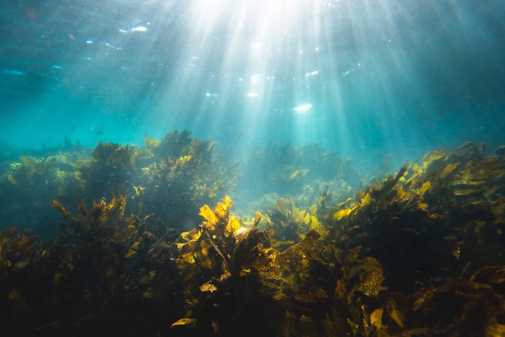 carbon sea kelp