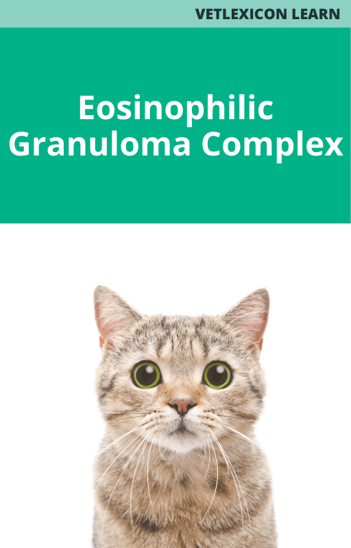 Eosinophilic Granuloma Complex – Vetacademy