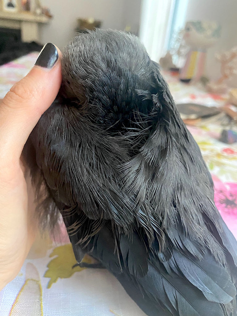living with a jackdaw