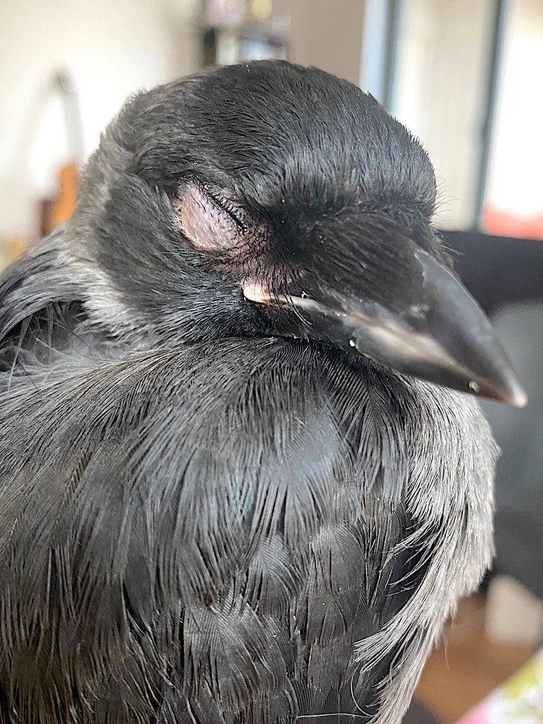 living with a jackdaw