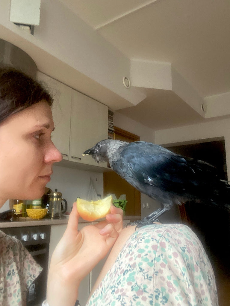 living with a jackdaw