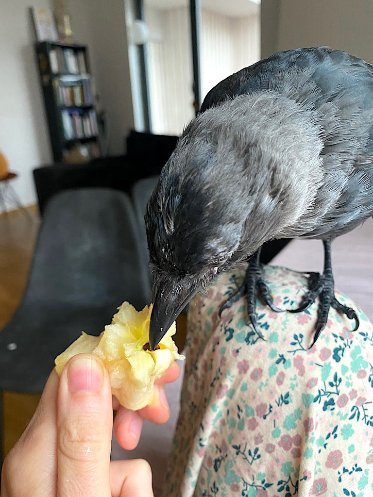 living with a jackdaw Apple