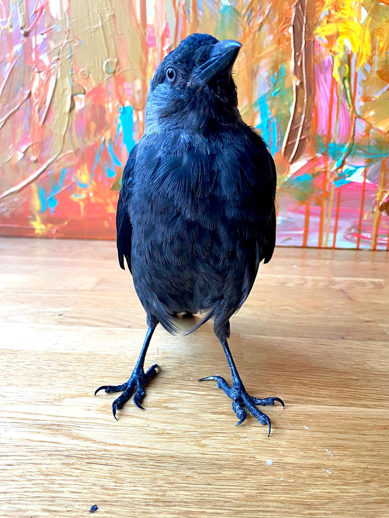 living with a jackdaw painter artist Liis Koger