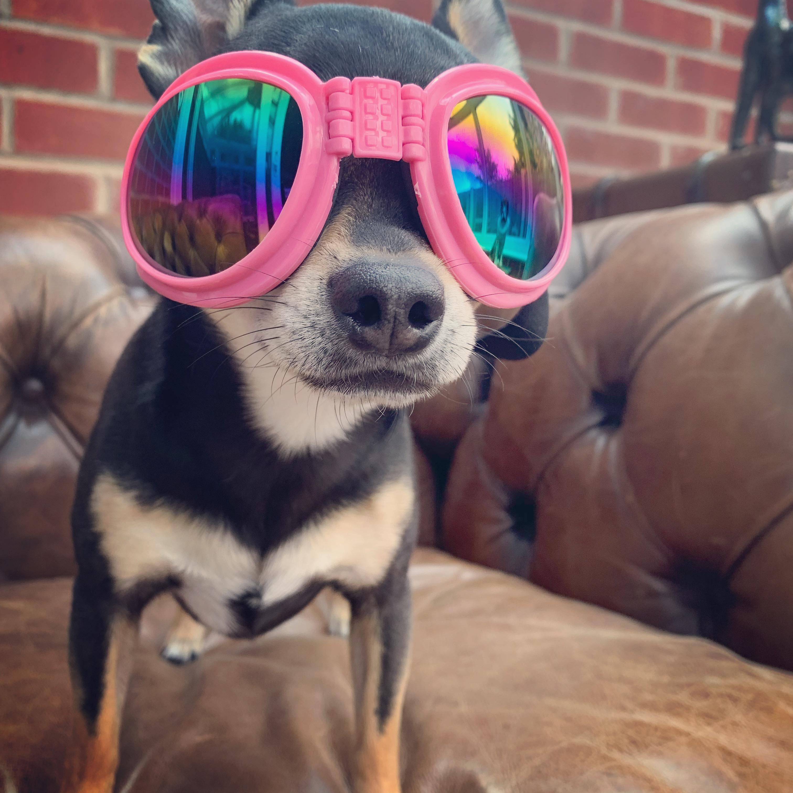 Doggles Dog Goggles for Larger 