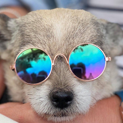 sunglasses for my dog