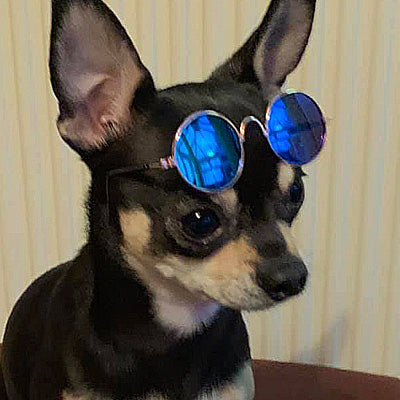 goggles for chihuahuas