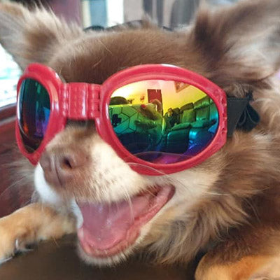 doggles for small dogs