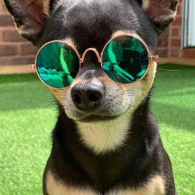 Small Dog Sunglasses Chihuahuas Shades 