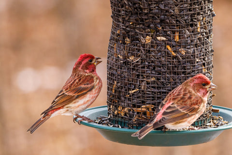 bird feeder