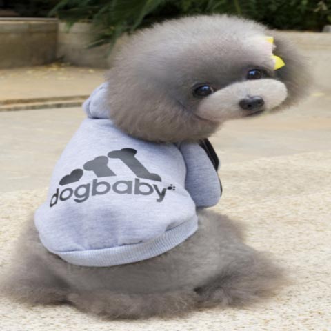 grey dog jumper