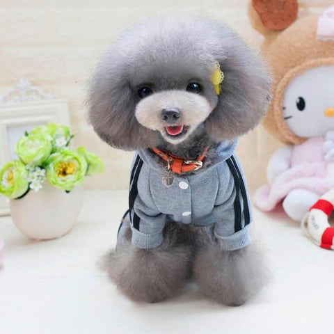 grey dog jumper