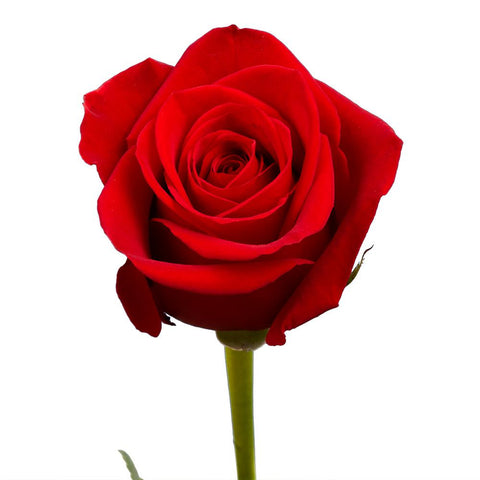 Rose Flower Meanings, Symbolism, History & Mythology