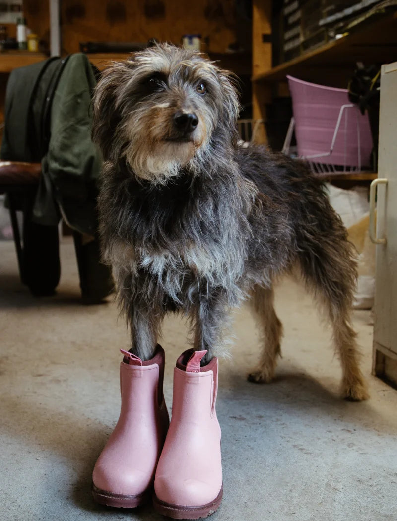 dog wearing dusty pink boots