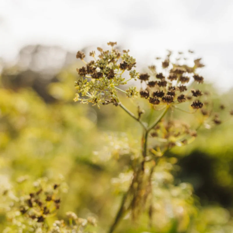 flowers portrait