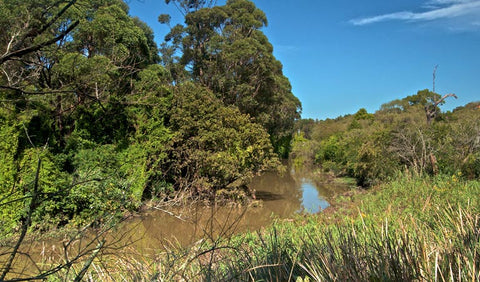 Wolli Creek