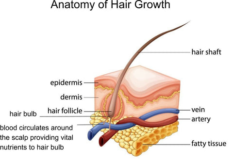 anatomy of hair growth