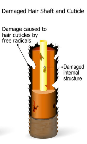 damaged hair shaft and cuticle because of free radicals