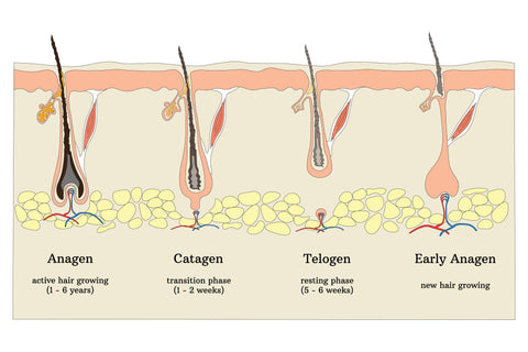 hair growth cycle