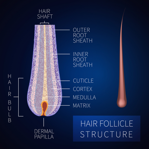 inner root sheath