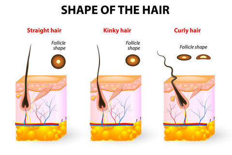 different shape of hair follicles
