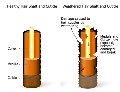 weathered hair shaft