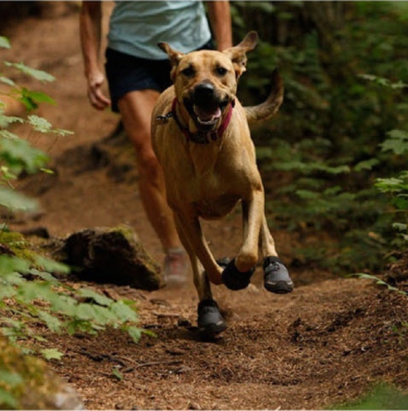 dog hiking boots