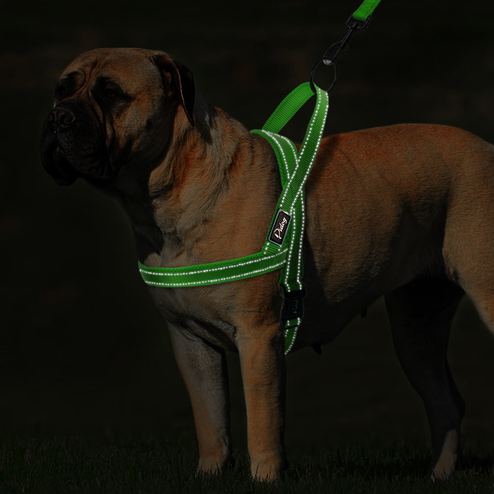 large dog harness and leash