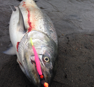 2014 spring chinook salmon