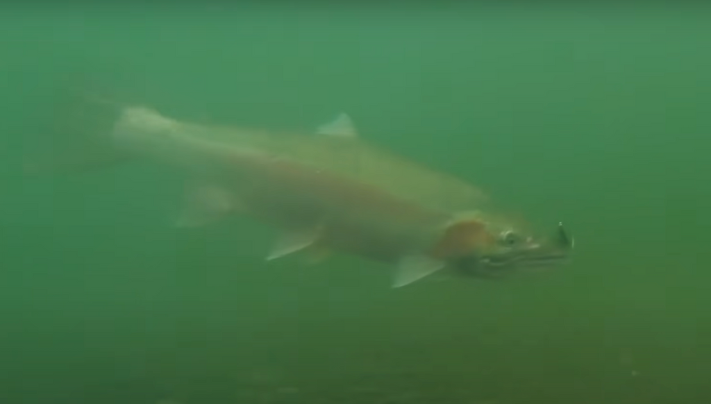 underwater winter steelhead with jig fish