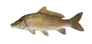 common_carp