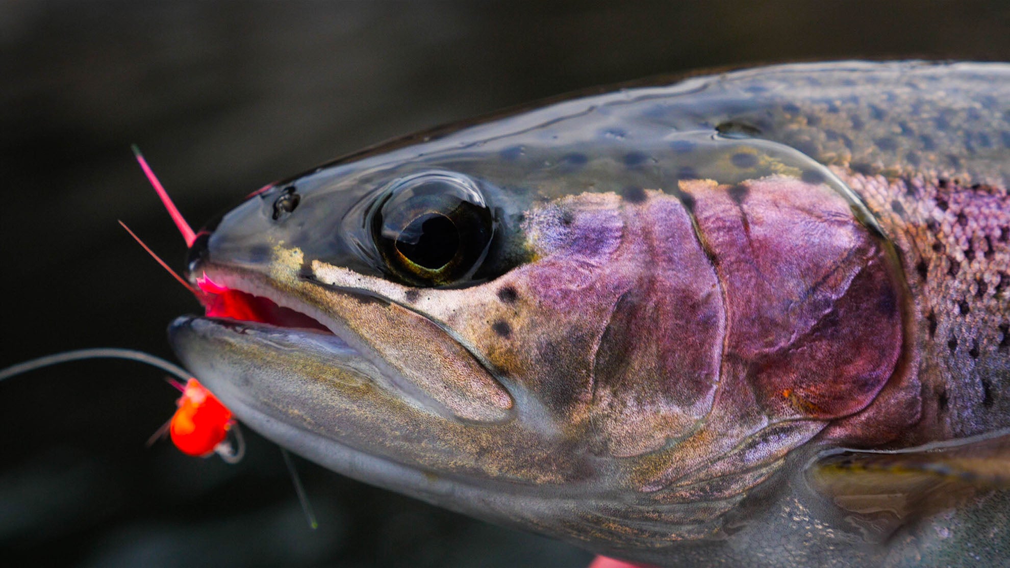 Fishing for Stocked Trout Tactics 101