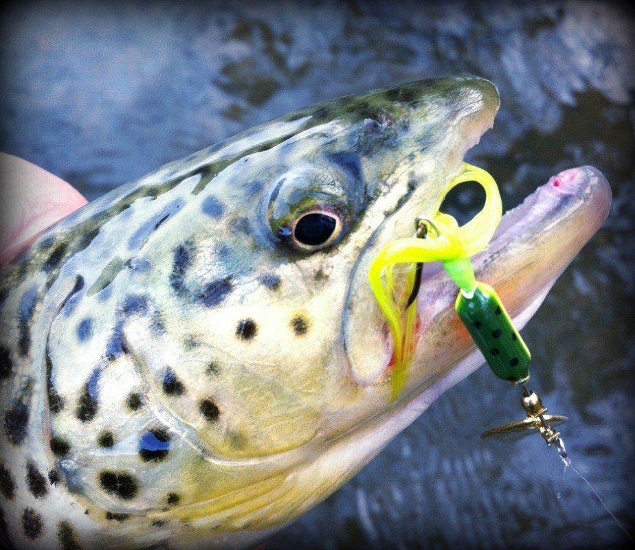 Trout Spinner Fishing Methods For Success – Addicted Fishing