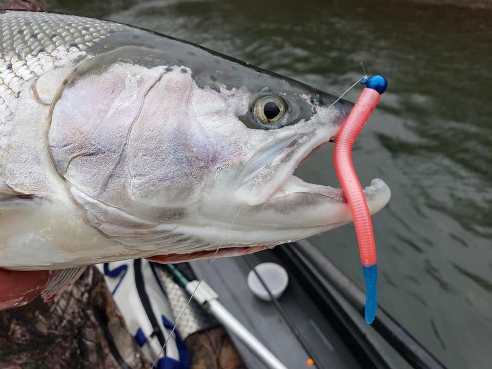 Addicted Ak Angler - Marlin LeFever, What's your favorite thing about  steelhead fishing?!