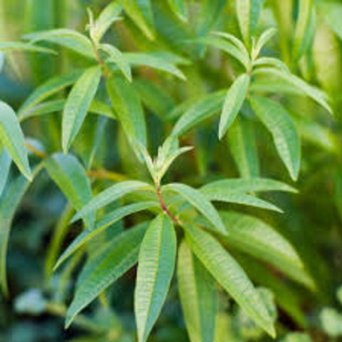 Verbena, Lemon Essential Oil