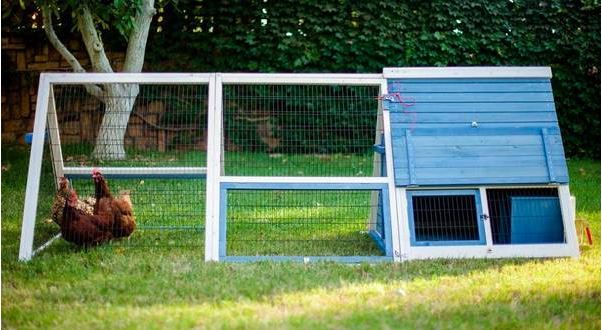 Advantek Lovely A Frame Chicken Tractor Coop Perfect For 3 4 Chickens