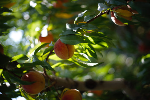 Millie Lottie Peach Picking