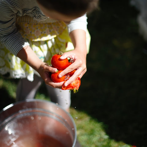 Daughter Preparing Tomotoes for Chez Panisse 40th Ann Pistou