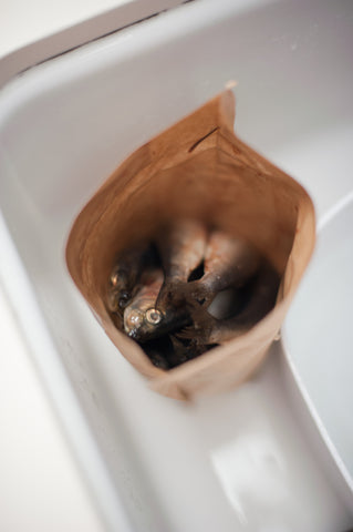 Sardines packaged from Sea Forager 