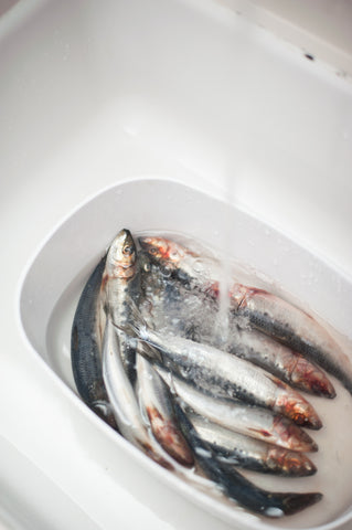 Sardines soaking while cleaning