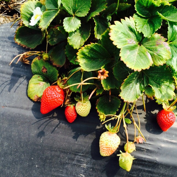 Swanton Farms picking stawberries for preserves.