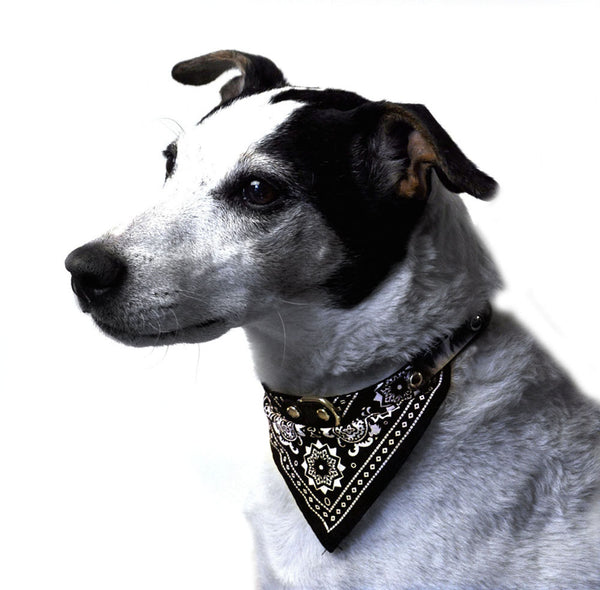 black bandana dog collar