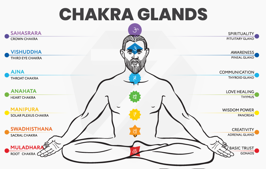 Chakras Organs Of The Body Chakra Glands 7 Chakra Store