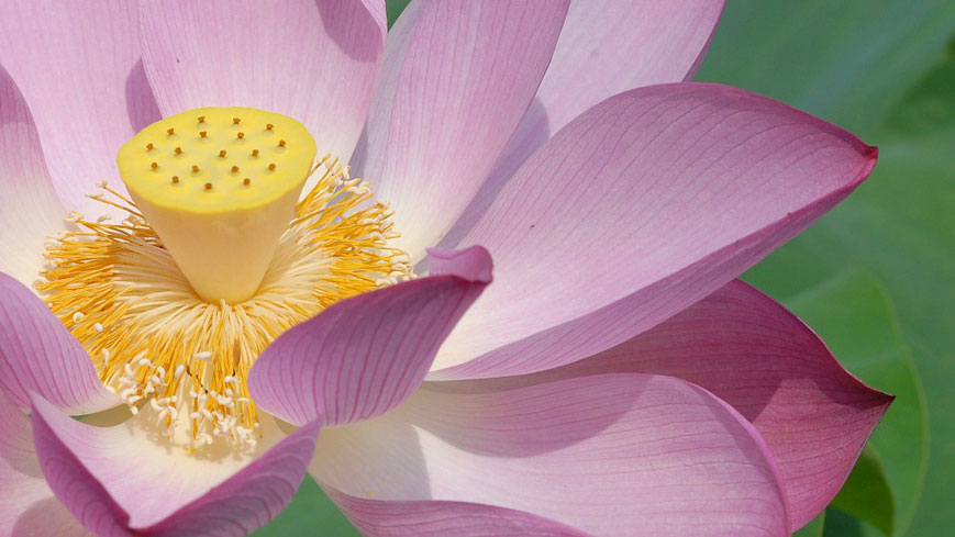 Crown Chakra Lotus Flower Blossoming
