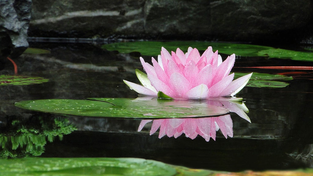 Meaning of Lotus Flower