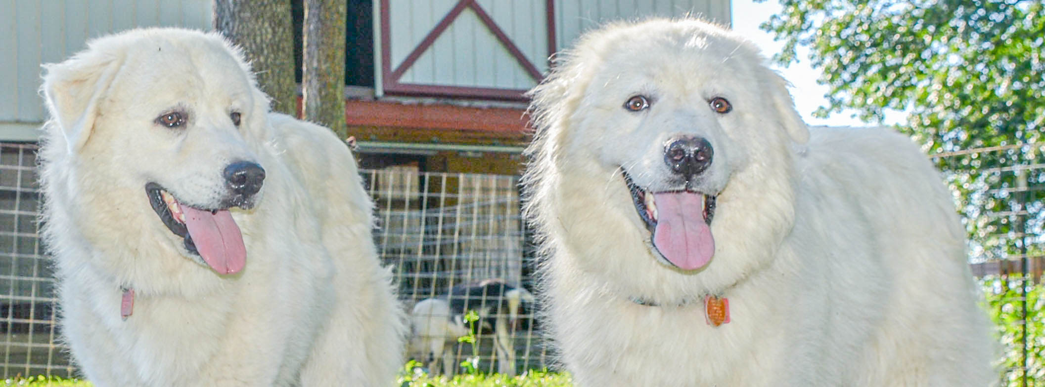 is goat yogurt good for dogs