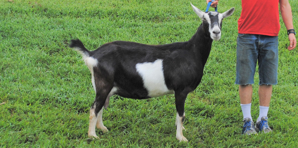 Broken Color Pattern Alpine Dairy Goat