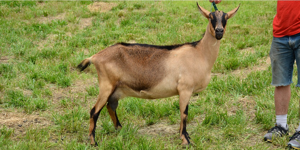 Two-Tone Chamoisee Alpine Dairy Goat