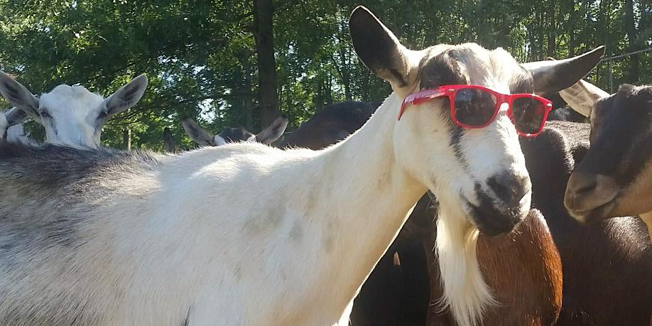 alpine dairy goats