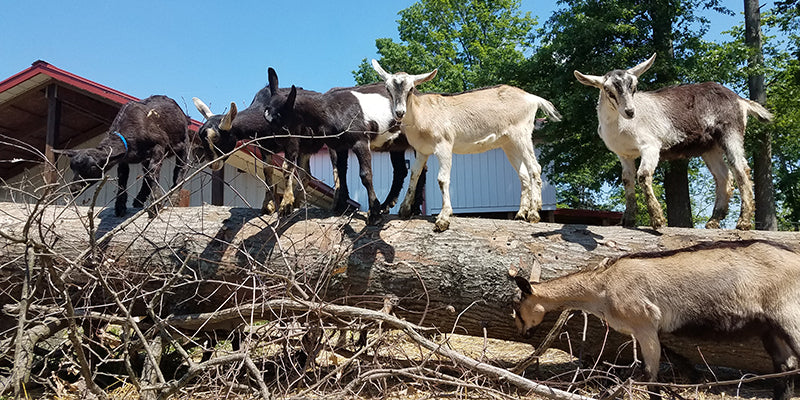 alpine dairy goats
