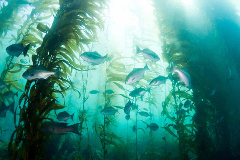 image of large sea kelp forest with fish swimming through it a sun coming into the sea from above